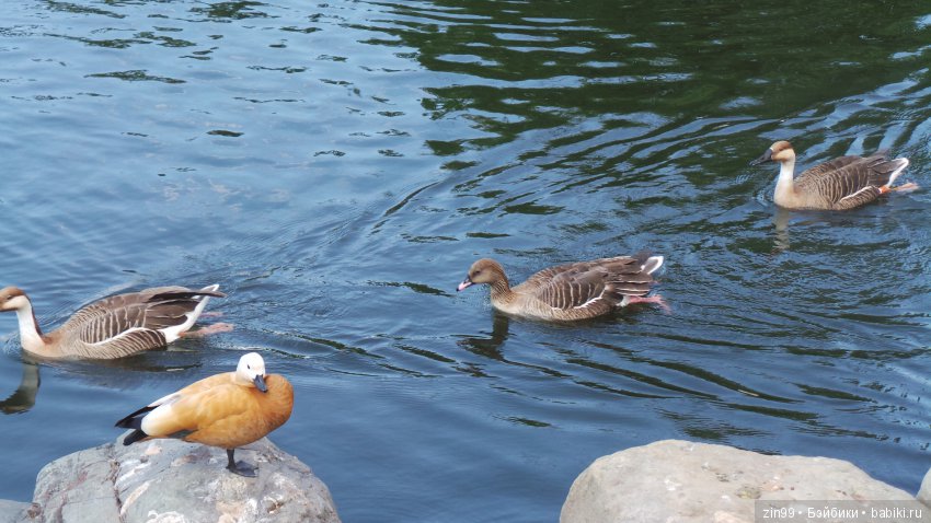 Московский Зоопарк, прогулка (фото 7)