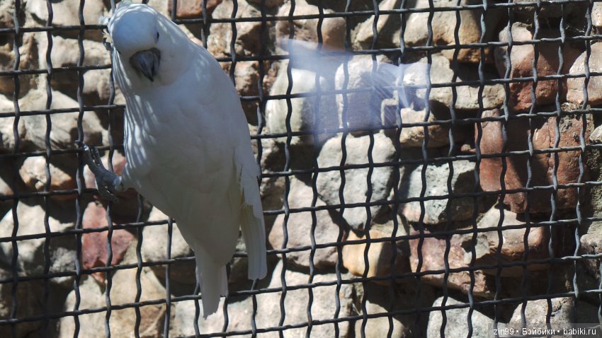 Московский Зоопарк, прогулка