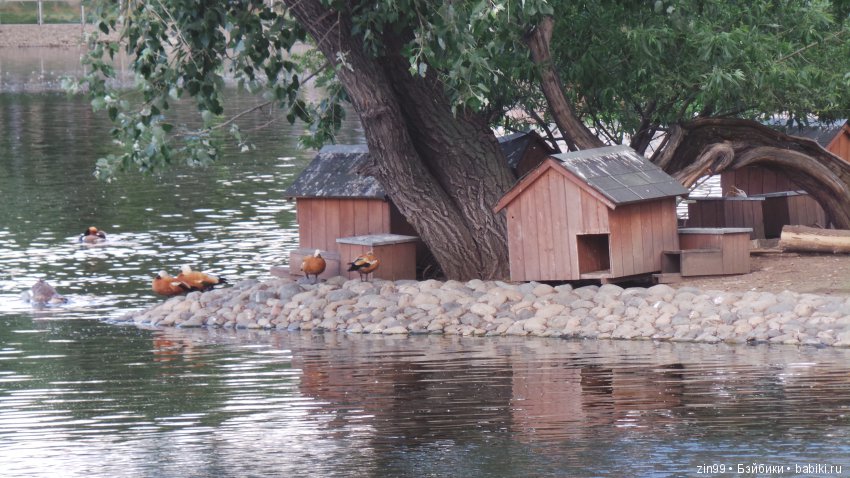 Московский Зоопарк, прогулка (фото 5)