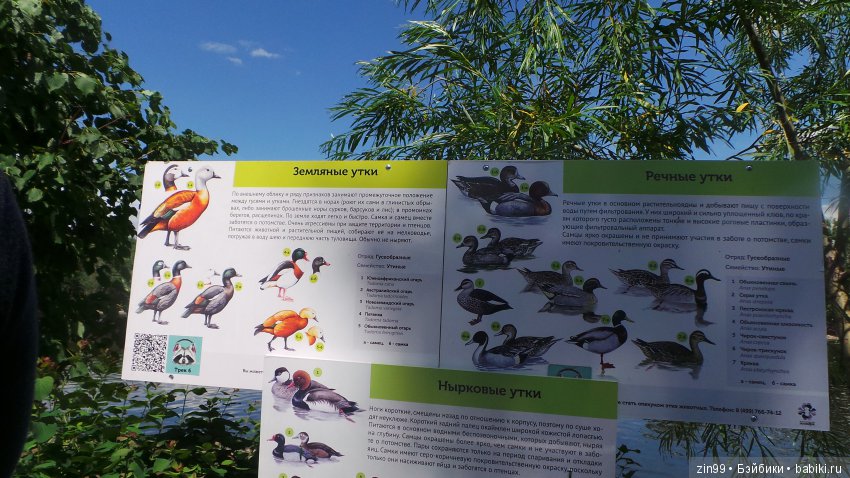 Московский Зоопарк, прогулка (фото 8)