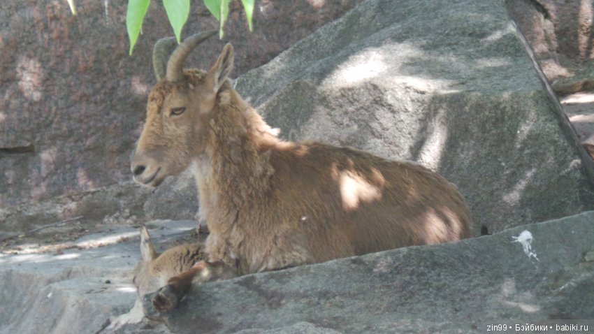 Московский Зоопарк, прогулка