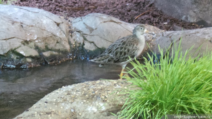 Московский Зоопарк, прогулка