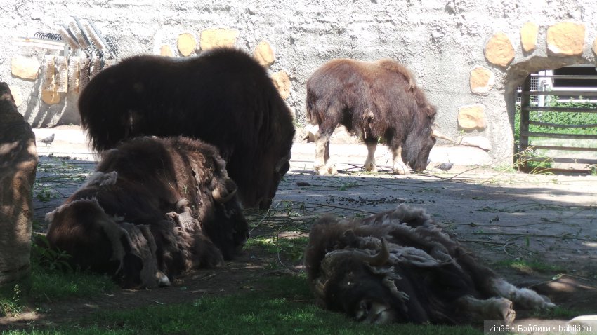 Московский Зоопарк, прогулка