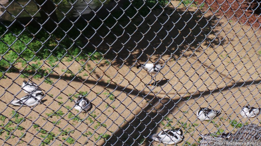 Московский Зоопарк, прогулка