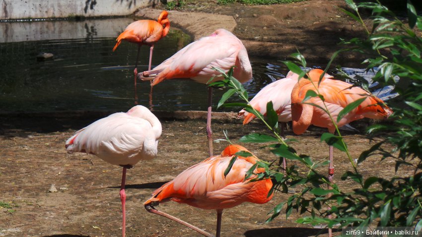 Московский Зоопарк, прогулка