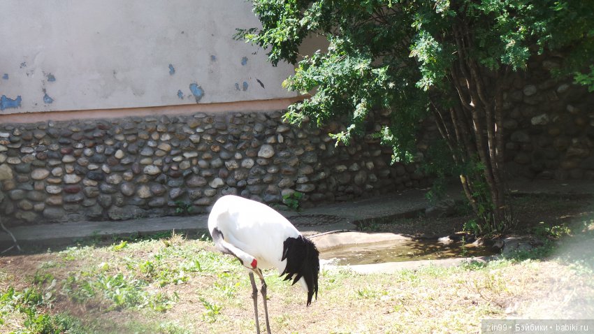 Московский Зоопарк, прогулка