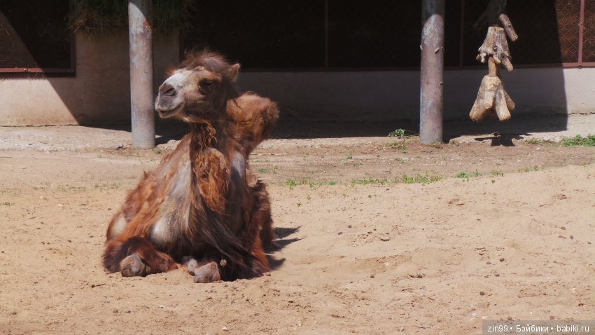 Московский Зоопарк, прогулка