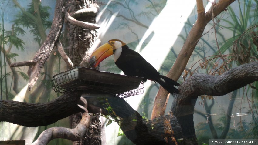 Московский Зоопарк, прогулка