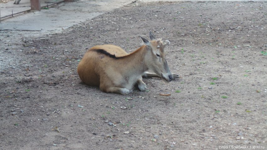 Московский Зоопарк, прогулка