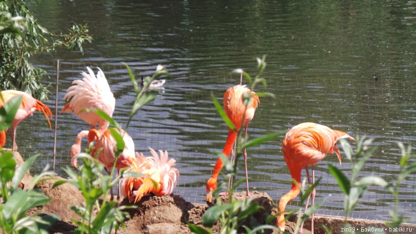 Московский Зоопарк, прогулка