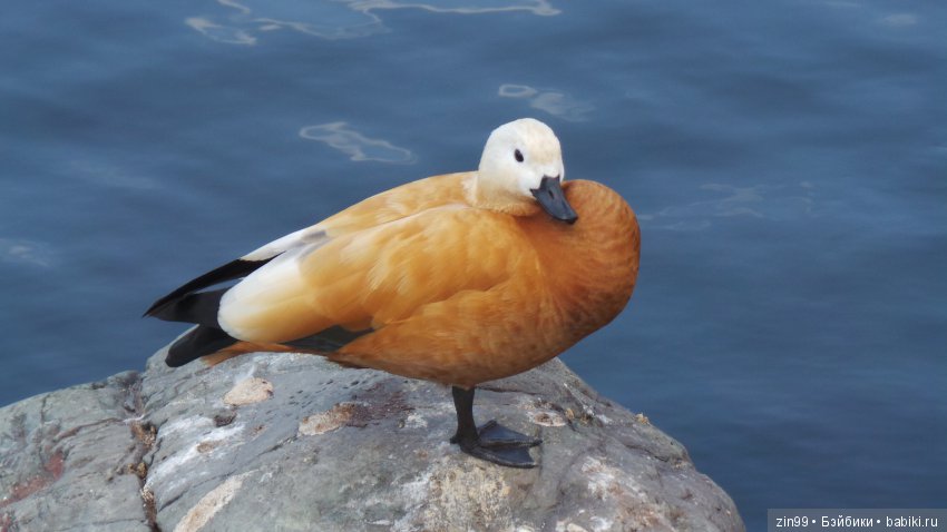 Московский Зоопарк, прогулка (фото 6)