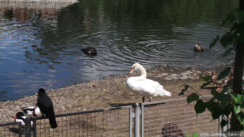 Московский Зоопарк, прогулка (фото 10)