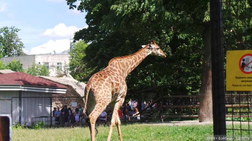Московский Зоопарк, прогулка