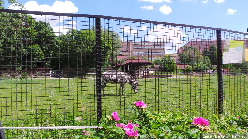 Московский Зоопарк, прогулка