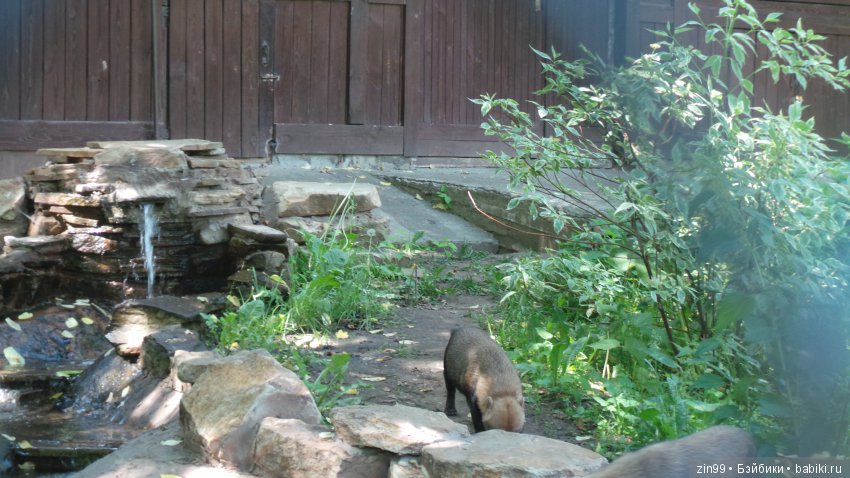 Московский Зоопарк, прогулка