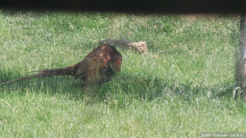 Московский Зоопарк, прогулка