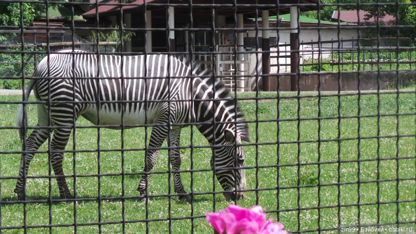 Московский Зоопарк, прогулка