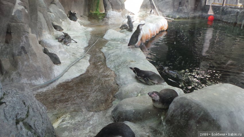 Московский Зоопарк, прогулка