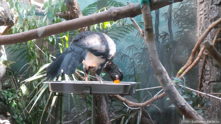 Московский Зоопарк, прогулка