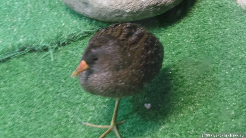 Московский Зоопарк, прогулка