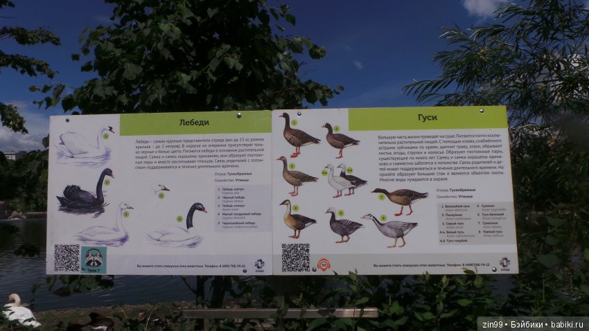 Московский Зоопарк, прогулка (фото 9)