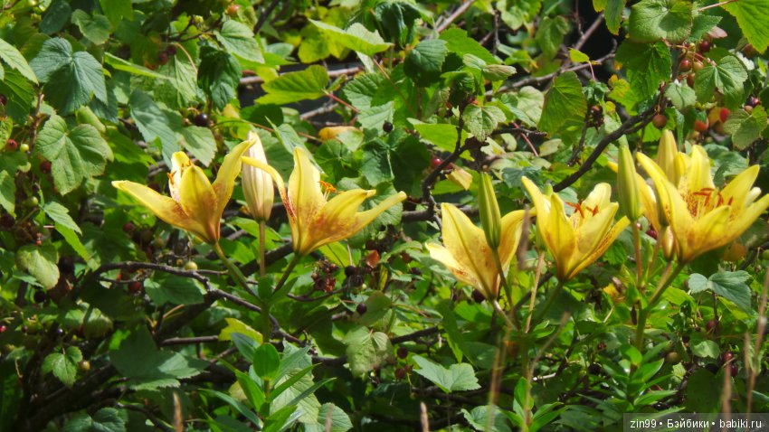 Ура! Дача! УДачный день, вдвойне