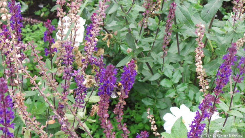 Прогулка в большой Торговый центр и в Центральный парк! С капустками