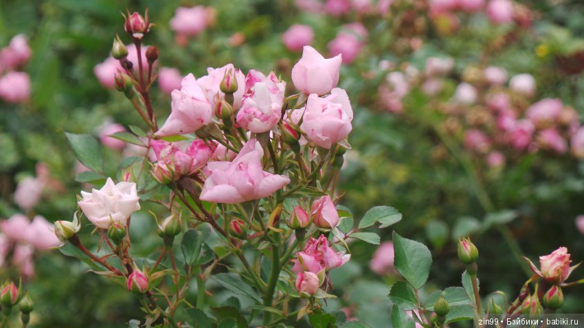 Прогулка в большой Торговый центр и в Центральный парк! С капустками