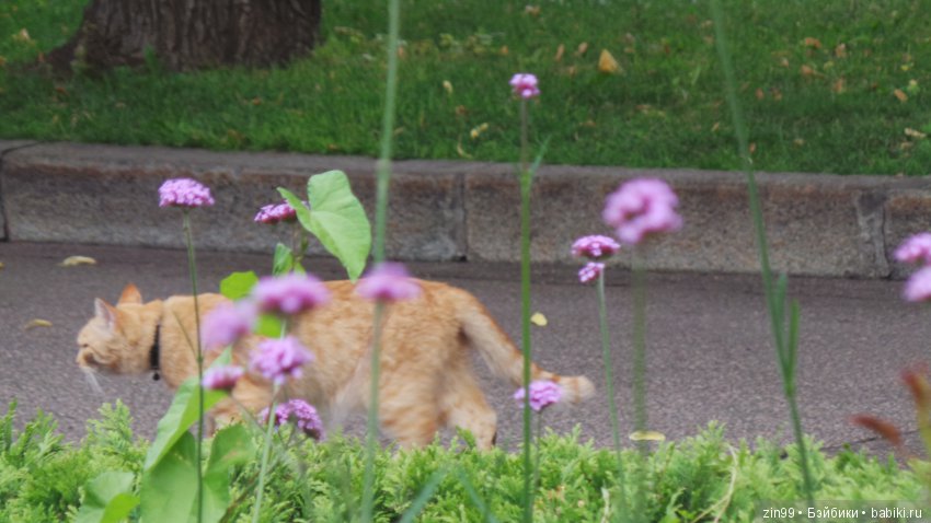 Прогулка в большой Торговый центр и в Центральный парк! С капустками