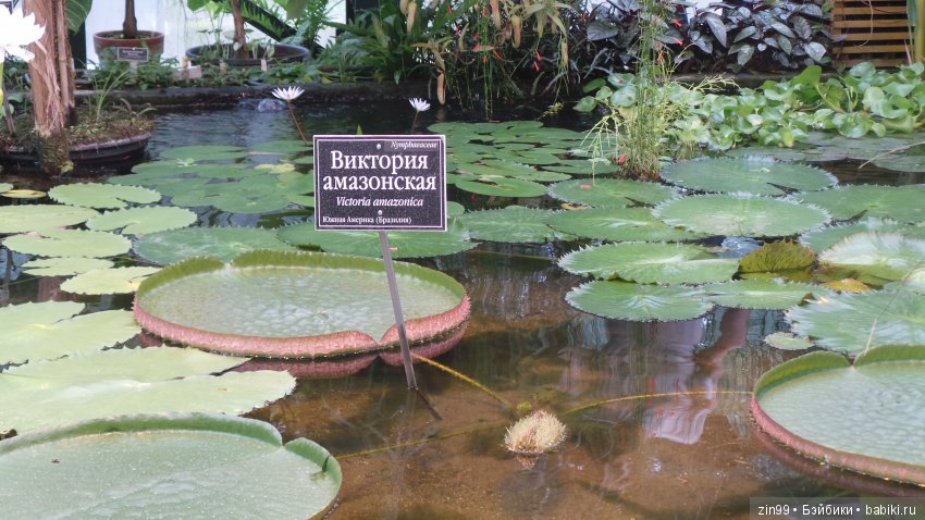 Прогулка по Ботаническому саду, а точнее по Аптекарскому Огороду