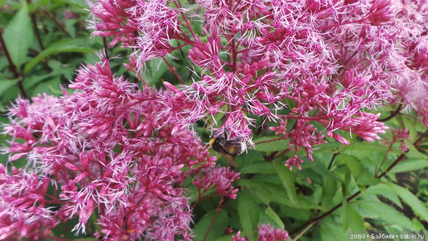 Прогулка по Ботаническому саду, а точнее по Аптекарскому Огороду (фото 9)