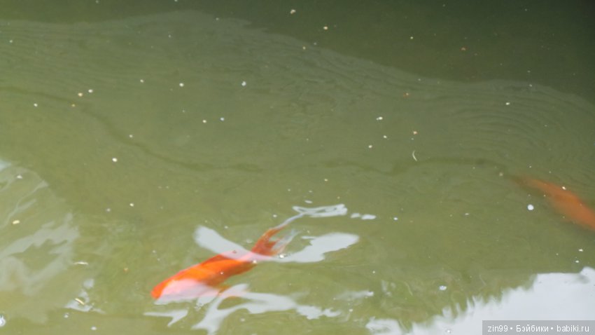 Прогулка по Ботаническому саду, а точнее по Аптекарскому Огороду