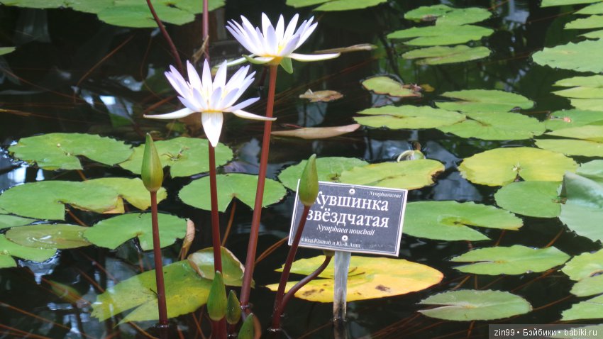 Прогулка по Ботаническому саду, а точнее по Аптекарскому Огороду