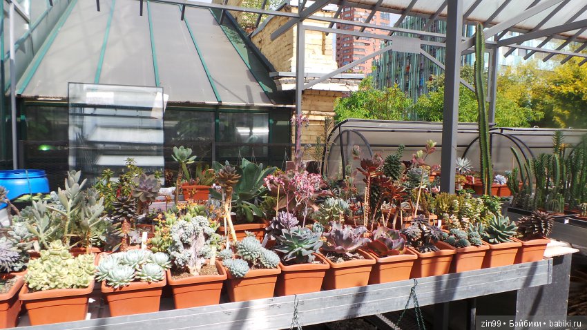 Прогулка по Ботаническому саду, а точнее по Аптекарскому Огороду