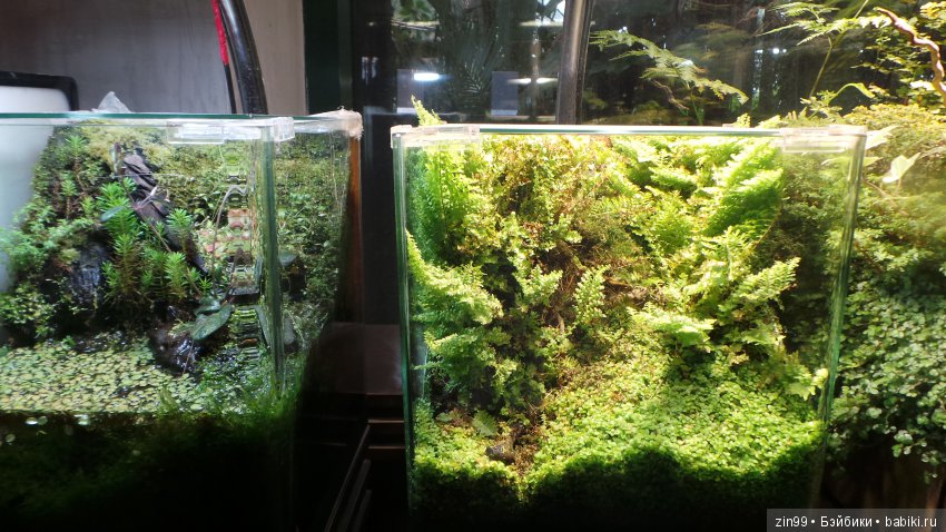 Прогулка по Ботаническому саду, а точнее по Аптекарскому Огороду