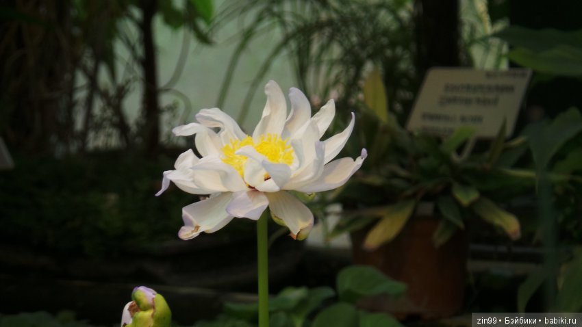 Прогулка по Ботаническому саду, а точнее по Аптекарскому Огороду