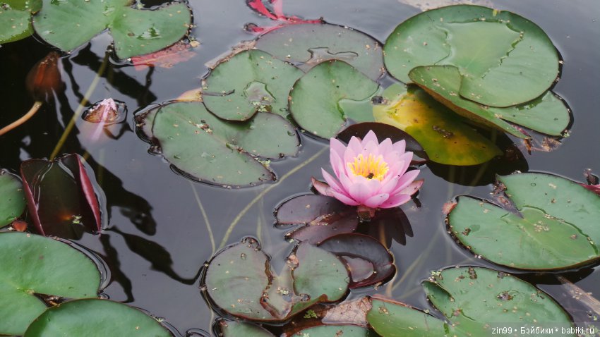 Прогулка по Ботаническому саду, а точнее по Аптекарскому Огороду