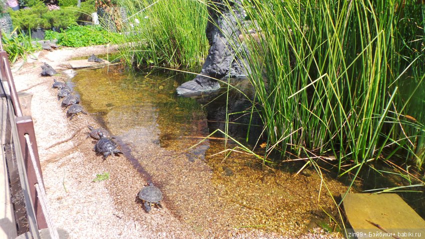 Прогулка по Ботаническому саду, а точнее по Аптекарскому Огороду