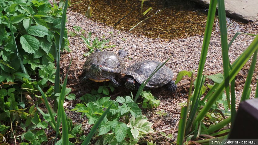 Прогулка по Ботаническому саду, а точнее по Аптекарскому Огороду