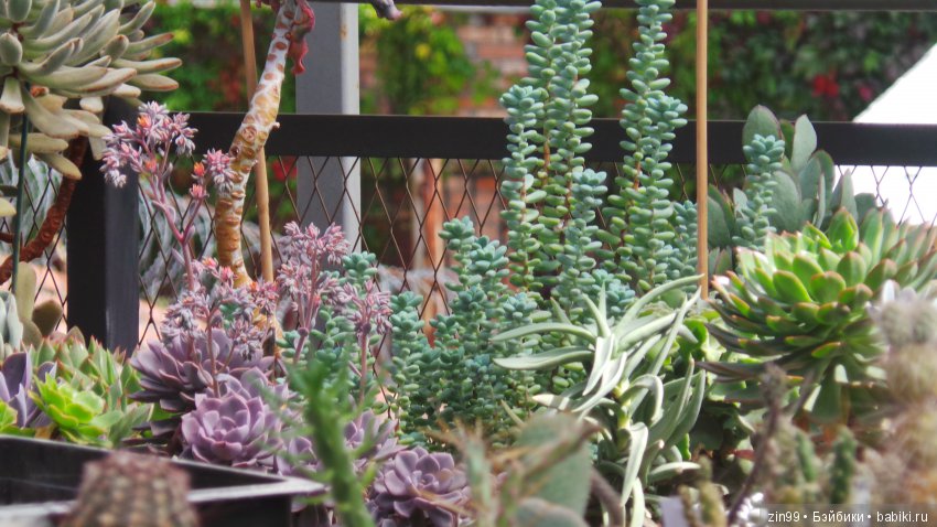 Прогулка по Ботаническому саду, а точнее по Аптекарскому Огороду