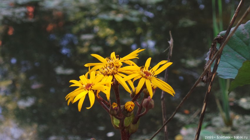 Прогулка по Ботаническому саду, а точнее по Аптекарскому Огороду