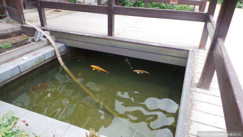 Прогулка по Ботаническому саду, а точнее по Аптекарскому Огороду