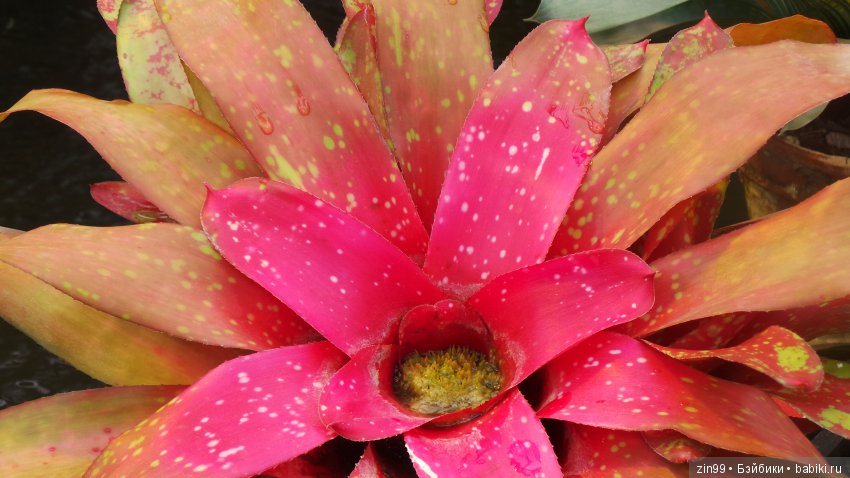 Прогулка по Ботаническому саду, а точнее по Аптекарскому Огороду