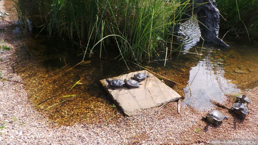 Прогулка по Ботаническому саду, а точнее по Аптекарскому Огороду