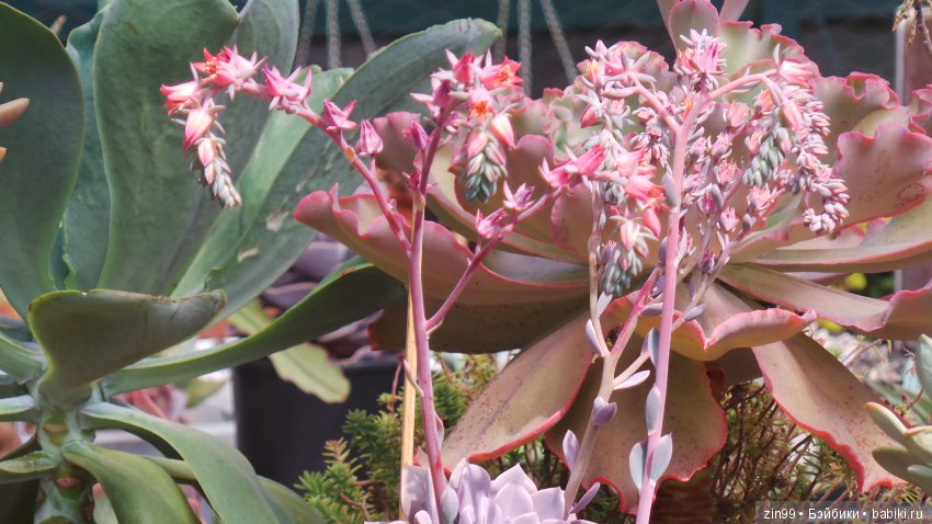 Прогулка по Ботаническому саду, а точнее по Аптекарскому Огороду