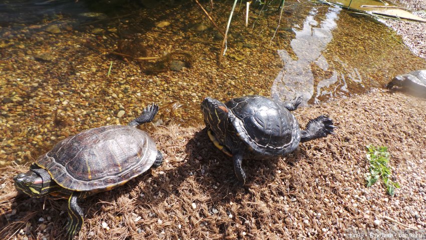 Прогулка по Ботаническому саду, а точнее по Аптекарскому Огороду