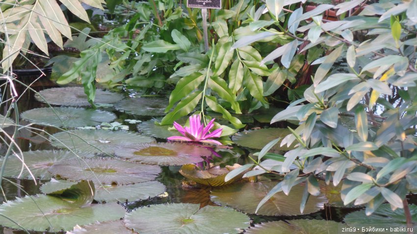 Прогулка по Ботаническому саду, а точнее по Аптекарскому Огороду