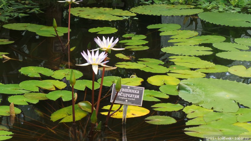 Прогулка по Ботаническому саду, а точнее по Аптекарскому Огороду
