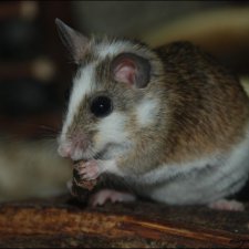 Мастомисы разве это крысы, нет не совсем