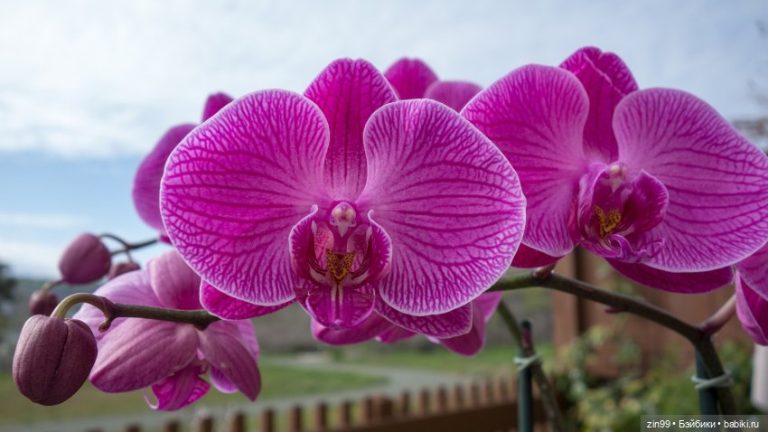 А еще я люблю Орхидеи! А Вы (фото 10)